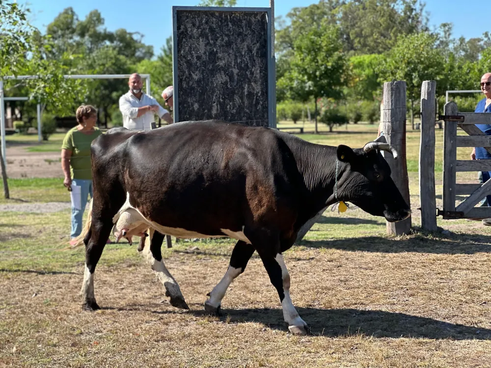 vaca