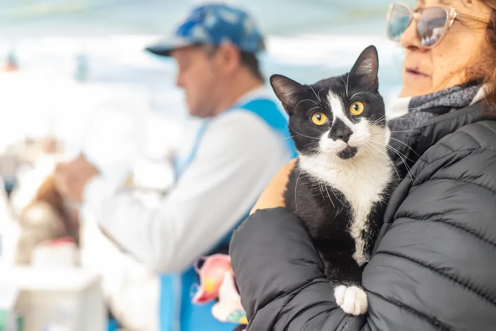 MegaOperativoCastración